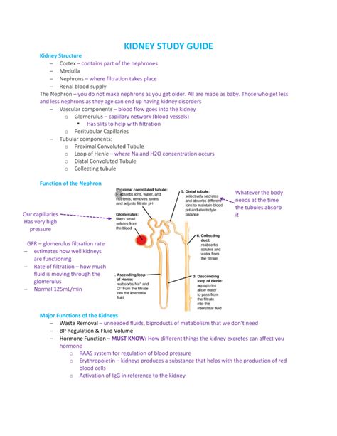 Image result for Kidney Tutorial