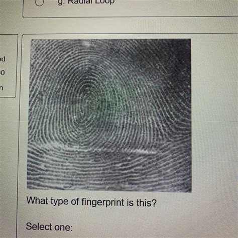 Ulnar Loop Fingerprint