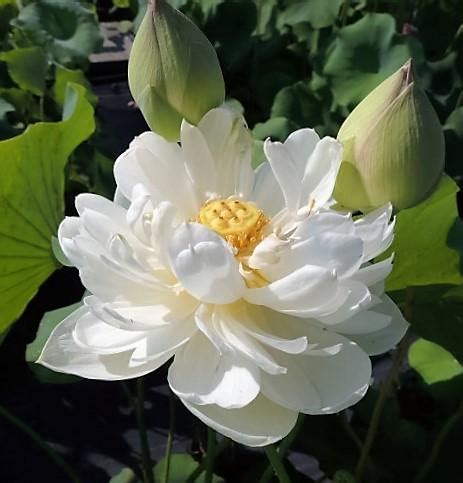 Snow White Lotus ( code 03 ) – Indian Gardens