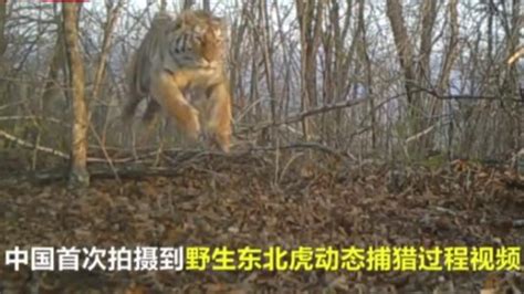 中国罕见拍到野生东北虎动态捕猎过程视频_凤凰网视频_凤凰网