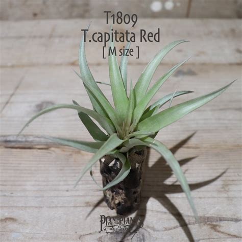 【送料無料】capitata Red〔エアプランツ〕現品発送T1809 | plane plants