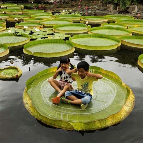 Giant Water Lily Lotus Seeds (Victoria amazonica) | Habitat, Kebun ...