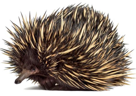 Fact Sheets | Wildlife Victoria
