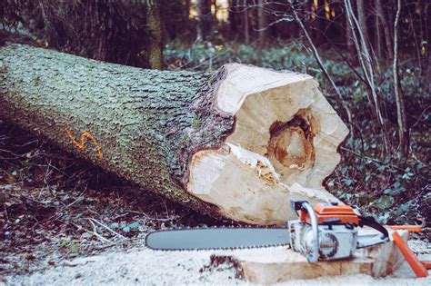 A simple guide to felling trees up to 20cm diameter