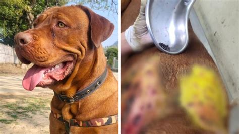 Nagaland Shocker: Dog Shot By Police Officer Over 30 Times ...