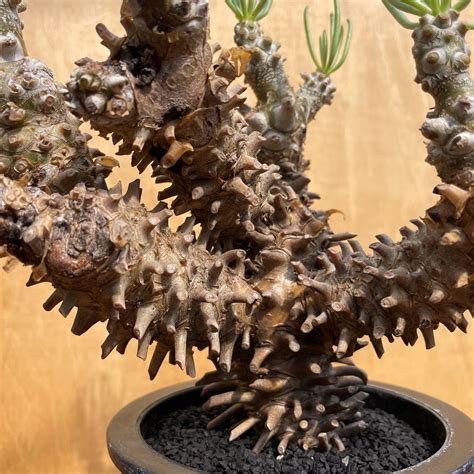 Tylecodon wallichii【チレコドン・ワリチー】 | RIMO'S GREEN 【Saboten & Succulent】