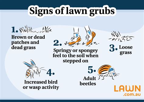 How To Get Rid Of Grubs In Your Lawn | Lawn.com.au