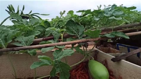 屋顶种菜，西瓜苗结了个大瓜，蔬菜长得太快吃不完，拔半箱送人 - YouTube