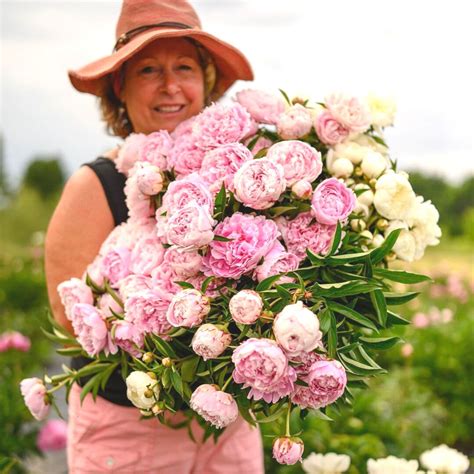 How Have Fresh-Cut Peonies Changed Through the Years? Find Out Here!
