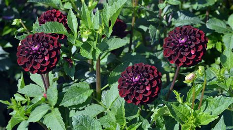 12 Black Flowers! Names and Pictures | Almanac.com
