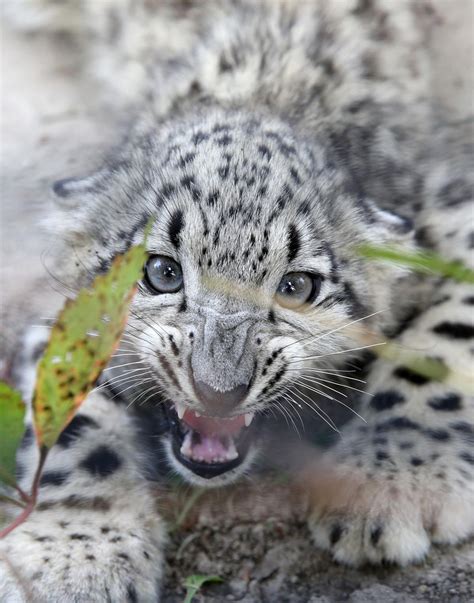 Snow leopard cubs go on exhibit at the Metro Richmond Zoo ...