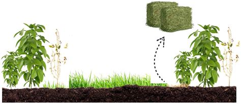 Optimal Time for Haymaking and Potential Production of Grass Hay on ...