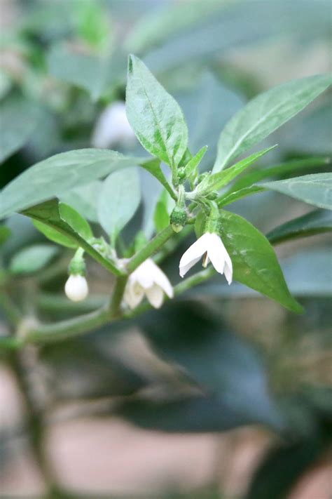 Most Common Weeds and Wild Grasses in Karnataka, India