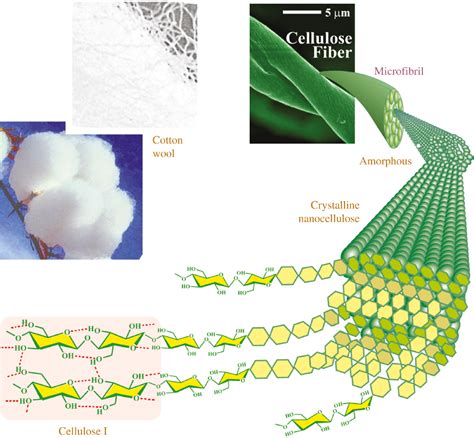 Where Does Powdered Cellulose Come From at Jane Mcgary blog