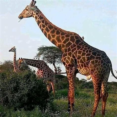 KENYA TRIP SAFARIS (2026) All You Need to Know BEFORE You Go (with ...