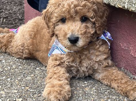 Goldendoodle Puppy for sale in Lusby, Maryland | $500
