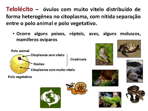 Image result for Viola