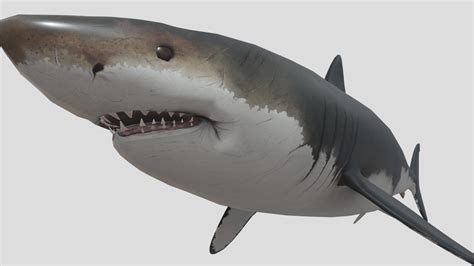 Megalodon - Download Free 3D model by CanYuTsai (@canyutsai1) [dd51127 ...