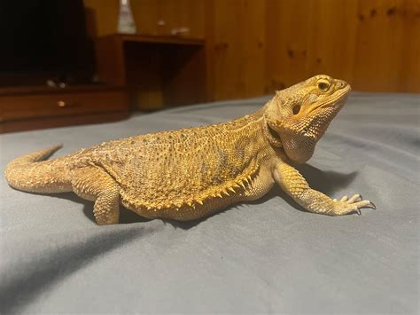Is my bearded dragon fat? : r/BeardedDragons