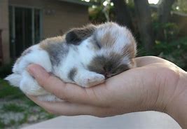 Image result for Holland Lop Babies