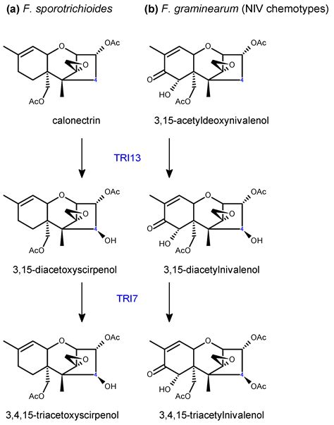 Trichothecenes in Cereal Grains – An Update