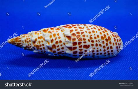 Image result for Marine Shells