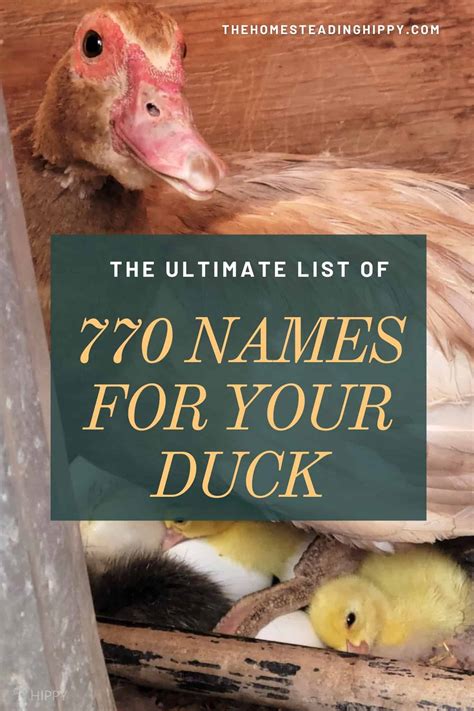 What Are Some Duck Names at Gregory Addison blog
