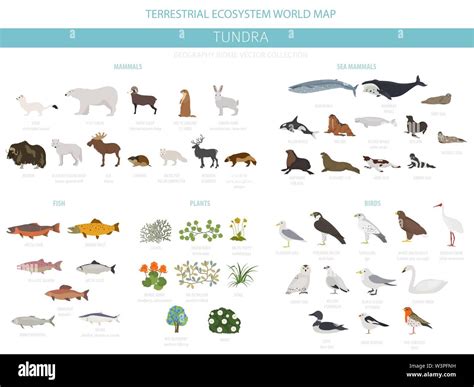 Tundra biome. Terrestrial ecosystem world map. Arctic animals, birds ...