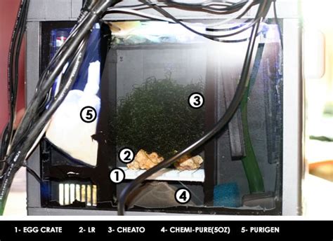 Image result for Biocube Maintenance Tips