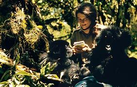 Image result for Fossey