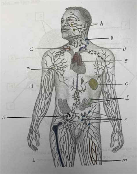 Image result for Lymphatic System Tutorial