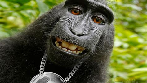 Funny Chimpanzee Monkey Expression In Green Leaves Background HD Funny ...