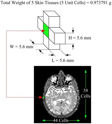 Image result for Normal Head Size