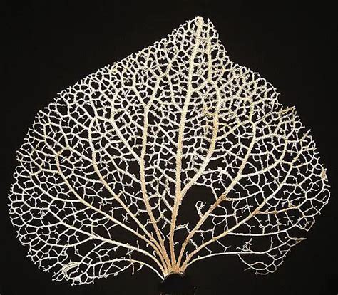 Microscopic Leaf Structure 的图像结果