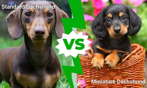 Standard Dachshund vs Miniature Dachshund: 5 Differences - A-Z Animals