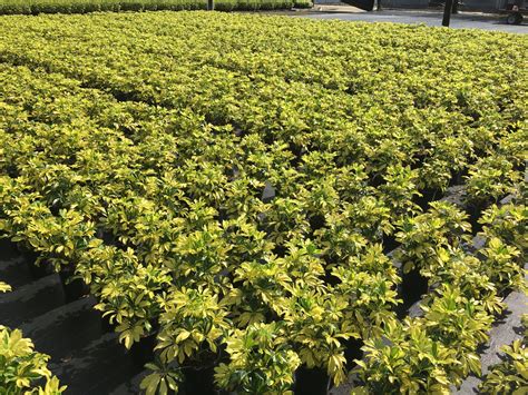 About – Atlas Peat and Soil