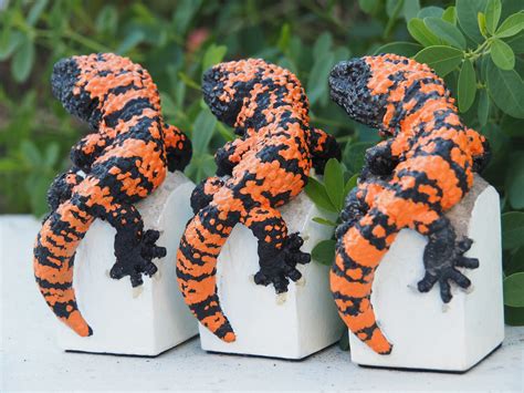 アメリカドクトカゲ 【Heloderma suspectum】 | Y O N M A R U [40] ヨンマル