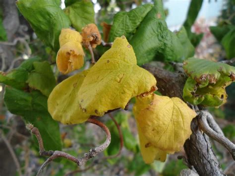 Pruning a Contorted Filbert Tree 的图像结果