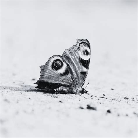 The Butterfly Revolution, Project 2025, and the Future of American ...