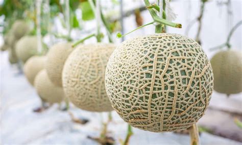 Cantaloupe Growing Growing Cantaloupe Melon, Cucumis Melo Stock Photo