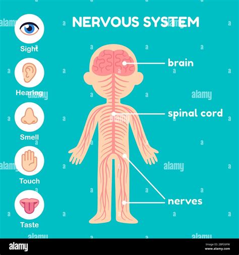 Image result for Brain Nervous System Function