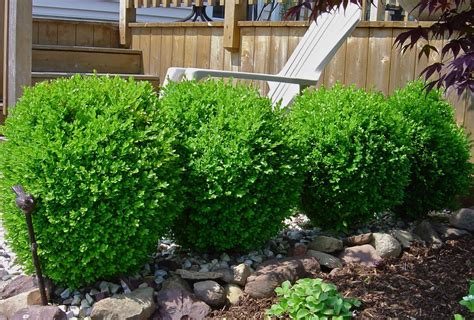 Green Gem Boxwood Shrub With Naturally Rounded Form