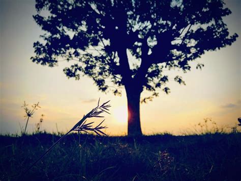 Family tree background Images - Free Download on Freepik