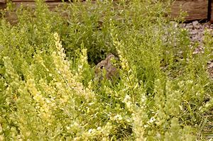 Image result for Found Baby Rabbit