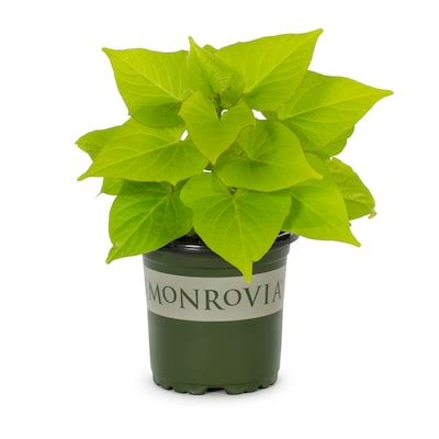 Pot Ipomoea Plants, Bulbs & Seeds at Lowes.com