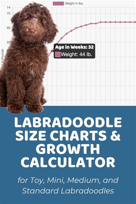 Labradoodle Size Charts for Mini, Medium, and Standard Labradoodles