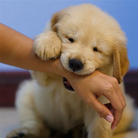 How To Stop My Puppy From Biting & Chewing On Furniture, Clothes & Hands?