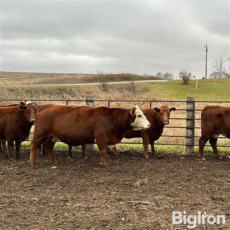 8) 7&8 YO Red Angus Cross Breds (BID PER HEAD) BigIron Auctions