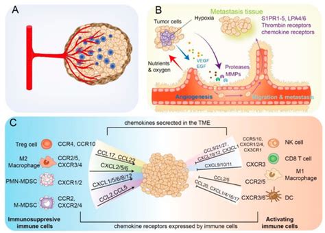 An Update of G-Protein-Coupled Receptor Signaling and Its Deregulation ...