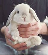 Image result for Spring+Baby+Bunnies